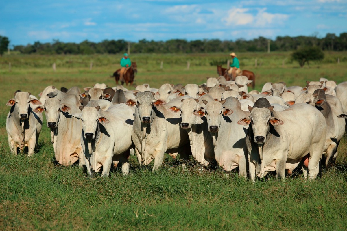 Agropecuária Jacarezinho realiza 41º Leilão Top 18